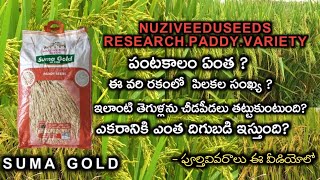 NUZIVEEDUSEEDS RESEARCH PADDY VARIETY SUMA GOLD telugu || అధిక దిగుబడి ఇచ్చే సుమగోల్డ్ వరి రకం🌾🌾