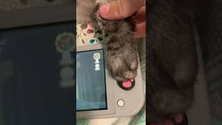 Gamer Cat and Nintendo Switch plays The Legend of Zelda Skyward sword