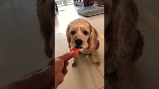 Dogs Eat Tomatoes For The First Time 🍅 @TheDodo