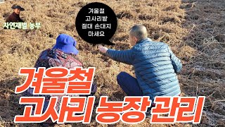 고사리 농장 겨울철관리 절대 손대지 마세요