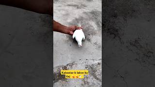 kabootar ke lakwe ka ilaaj #shorts #viral #pigeon #nafeespigeon