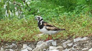 Ruddy Turnstones