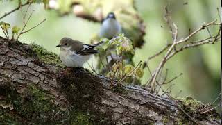 Pied Flycatcher all coy DSCF5516