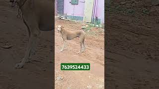 GDS kennel Rajapalayam