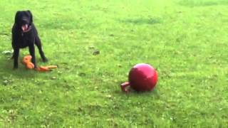 Labrador Puppy Jacapottamus and the boomer ball.