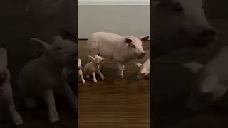 Pig has a family in two seconds #shorts