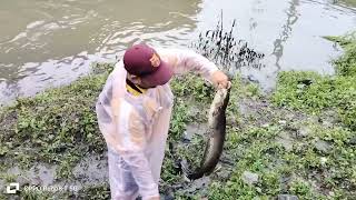 cat fish hunting#fishing hunting Ullas river jk fishing 91 hunting