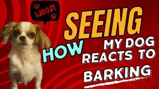 Seeing How My Dog Reacts To Barking 🐶