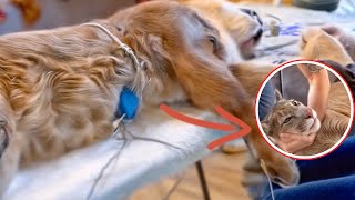 Rescuing injured caracals and giving them a second chance to live | Animal rescue compilation