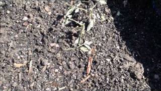 How to grow hot peppers part 5 and how to grow tomatoes part 2