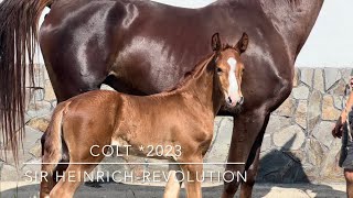 colt by Sir Heinrich- Revolution *2023