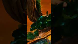 ▶️AQUARIO PLANTADO BETTA | THE CINE SCAPE REACT