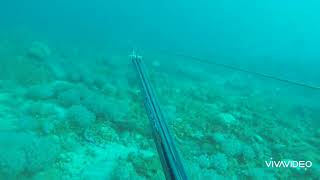 Spearfishing Bloopers... Great Baracuda till we've meet again👌🤙🏾