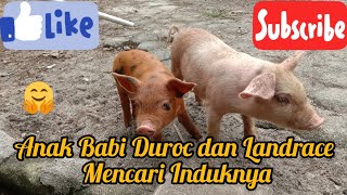 Anak Babi Jenis Duroc Dan Landrace Mencari Induknya