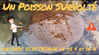 Un poisson SURVOLTÉ - j'attrape une Raie Électrique en pêche à pied