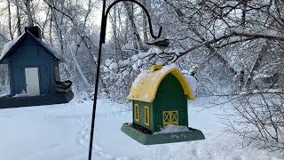 Birds on Birdfeeders