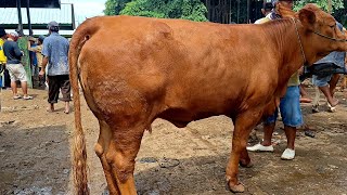 14500‼️ BABON LIMUSIN SUPER JUMBO || Full Babon & Doro Super Di Jual Murah || Pasar Tuban