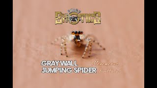 The Gray Wall Jumping Spider #GEV48