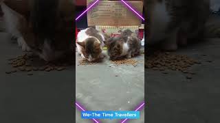 Two lil Crazy Cats | Cats Fooding time #cat #cats #youtubeshorts #wethetimetravellers