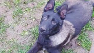 Belgian malinois puppy 🐶