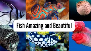 Amazing and Beautiful fishes in the world