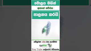 මොලයේ නහර Block වෙන්නේ සහ පුපුරන්නේ කොහොමද?මොලයේ නහර පුපුරන එක වලක්වගන්නේ කොහොමද |MLT AnushikaPerera