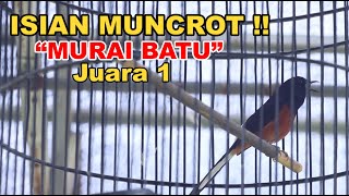 Murai Batu Gacor Isian Muncrot Tembakan Tajam #MuraiBangKeri