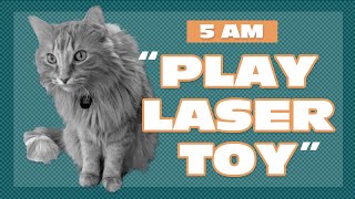 5 AM Lasertoy | Justin Bieber the Talking Cat