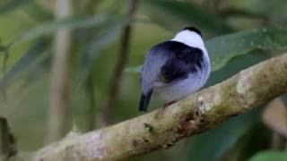 Manacus Manacus - White-bearded Manakin