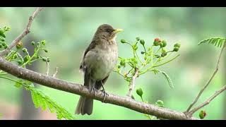 CANTO DO SABIÁ POCA (Turdus amaurochalinus)