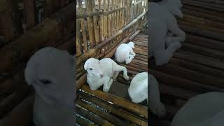 3 ekor anak kambing lucu #shorts