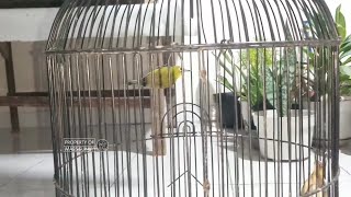 Cara Menjinakkan Burung Pleci Dengan Cara Sesimpel Ini