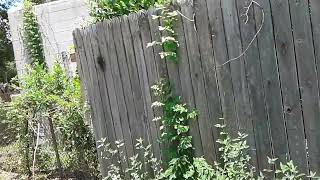 Neighbor's Fence Fell in My Yard the Fence Saga Continues 5-20-24 | Read Description for Details