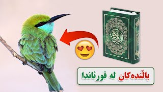 🤩🤩🤩باڵندەکان لە قورئاندا !! ئایەتی ٧٩ سوورەتی النحل به کوردی