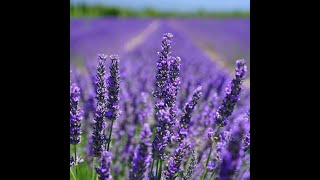 Witchy Wednesday: Lavender