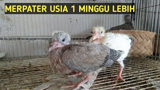 perkembangan anak merpater usia 1 minggu