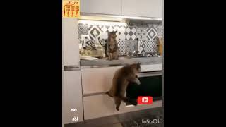 #Shorts funny animals,prank,приколы с животными, смешные животные, приколы 2022