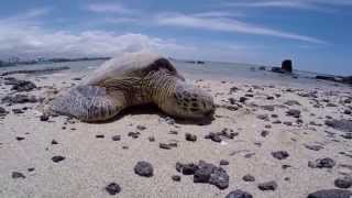 Meeting turtle on the beach