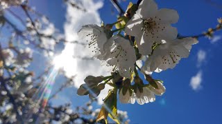 Cherry Tree Blossoming#garden