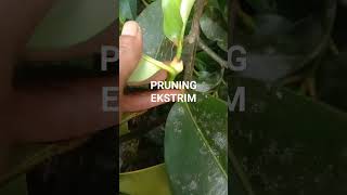 PRUNING EKSTRIM PADA POHON MANGGIS.