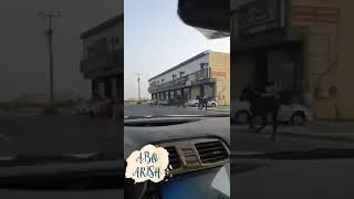 هروب خيول من نادي محافظه ابو عريش للفروسية(2)