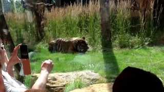 Feeding the tiger @ London zoo