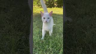 2 white cats #cat #cats