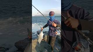 Giant Trevally Strike #mancing #umpanmancing #gianttrevally #mancingmania