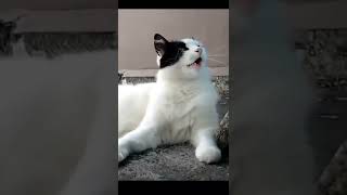 Cat Yawning Meme