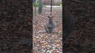 Dancing ears 🥰 #cute #funny #animals #shorts #fyp