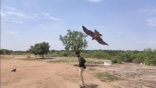 Amazing black kite playing with me || bird teaining || Chil training 💯💯💥