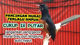 sekali putar murai bisu pun langsung nyaut, pancingan & masteran murai batu terlalu paling ampuh