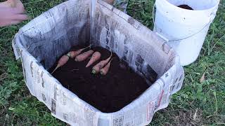 Harvesting and Storing Carrots