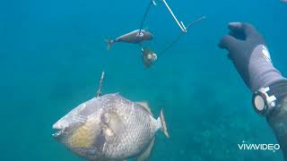 Using Flashlight🔦 on day spearfishing is totally AWSOME💪SHOT BY 130CM JAIWHOSPEARGUN